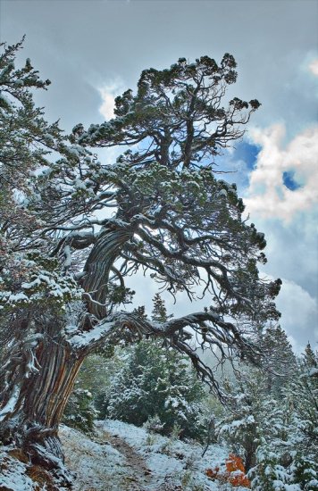Ancient Juniper