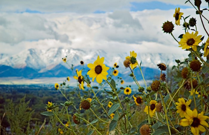 Wildflowers Overlooking Logan Valley