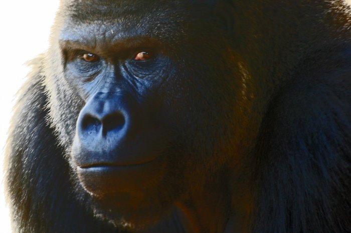 Congo in His Eyes
