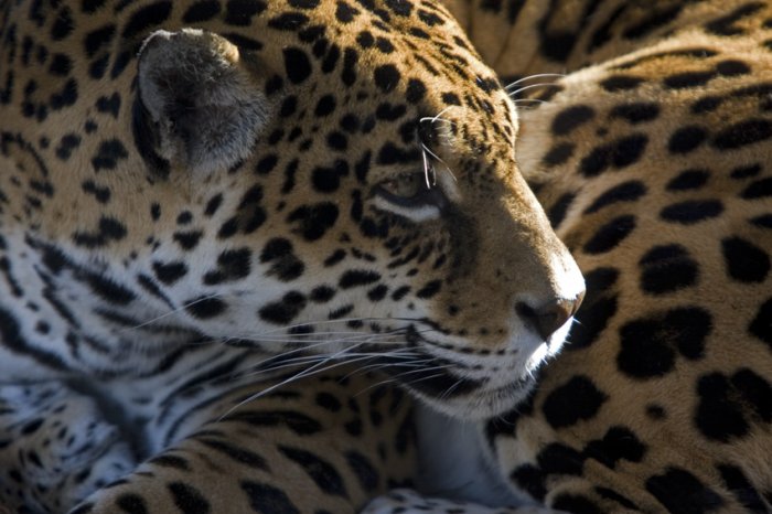 Jaguar in the Light