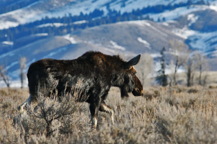 Springtime Bull