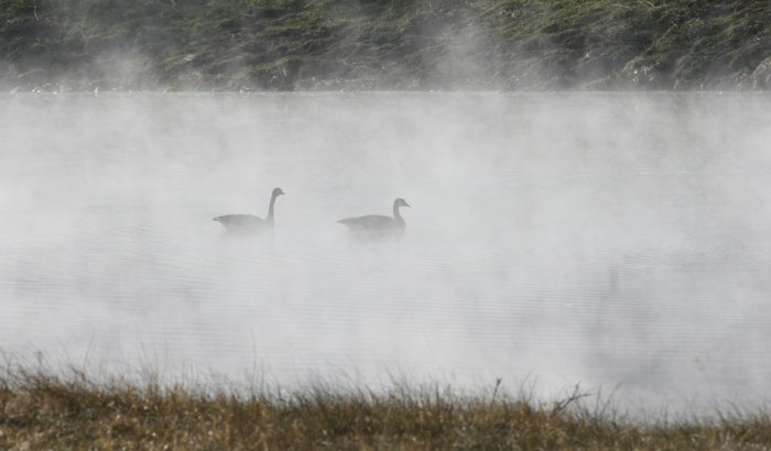 Misty Swim