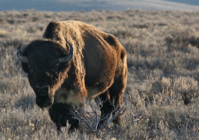 Jackson Hole Bison