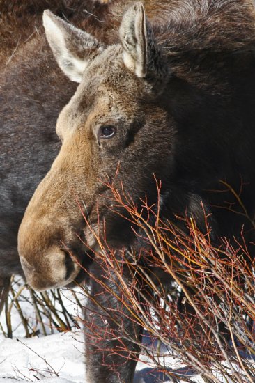 Snowy Moose Portrait