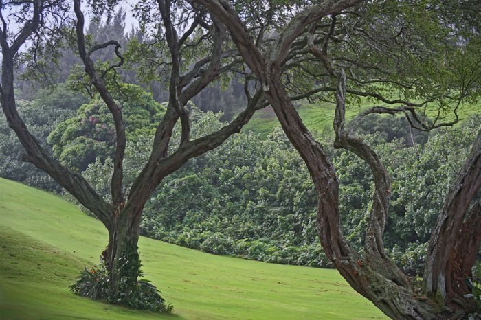 Gnarled Beauty