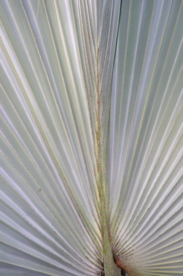 Palm Rays