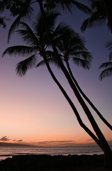 Pacific Sunset