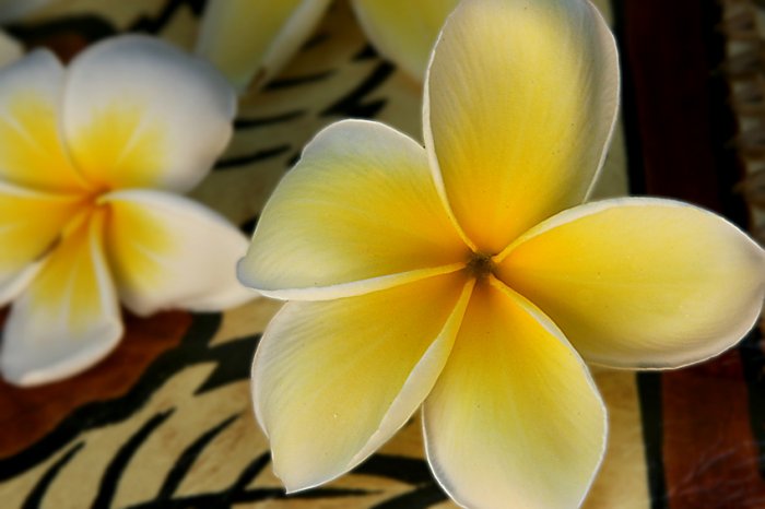 Plumeria