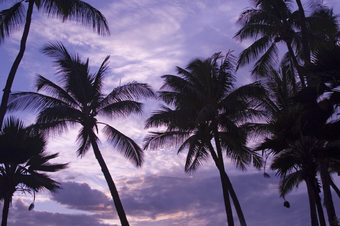 Hawaii Royale