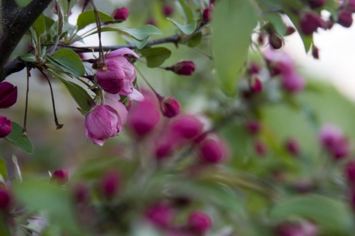 Crabapple Blossoms