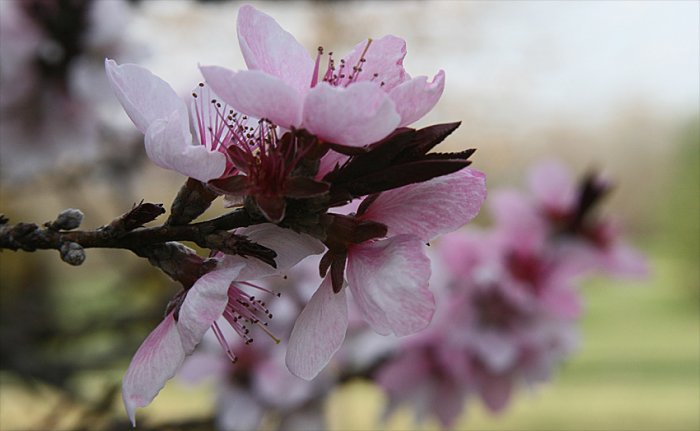 Peach Blossom