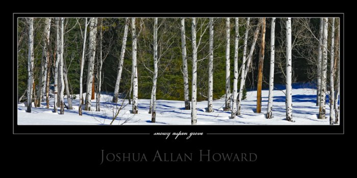 Snowy Aspen Grove by Joshua Allan Howard