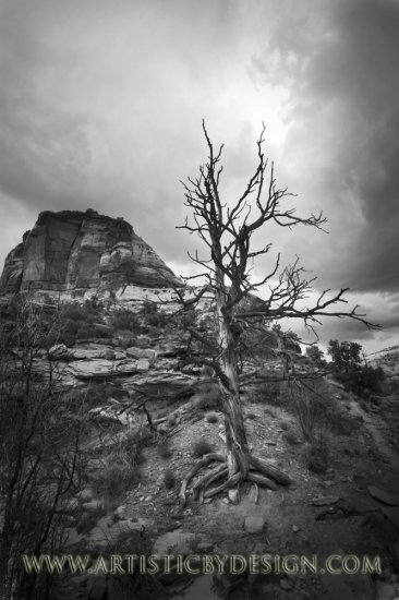 Raw Nature - 20"x 30" Signed Print