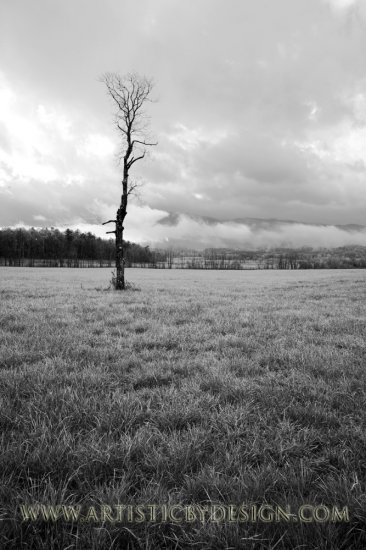 Loneliness in the Cove - 20"x 30" Signed Print