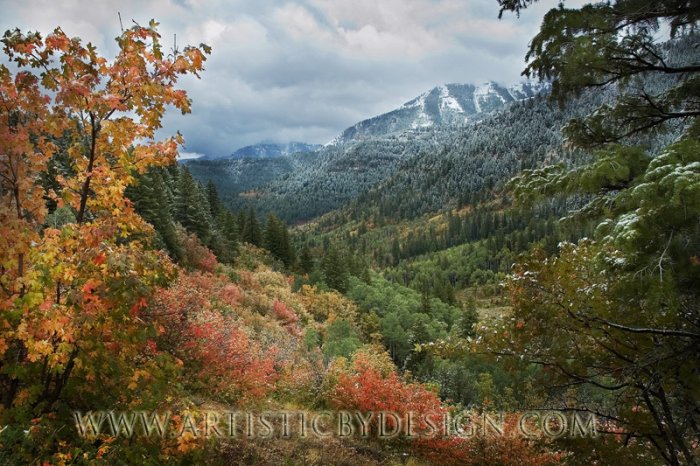 Reclusive Splendor - 20"x 30" Signed Print