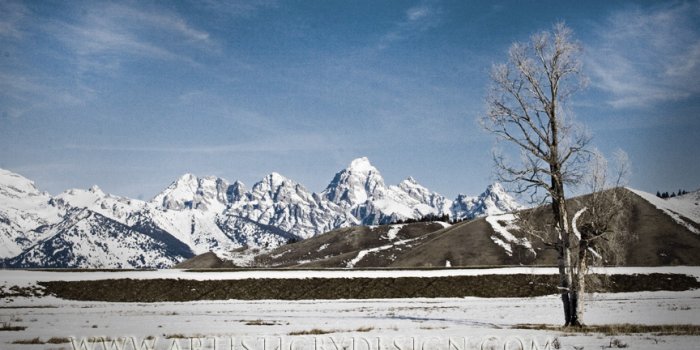 Lonely Wyoming Tree - 10"x 20" Signed Print