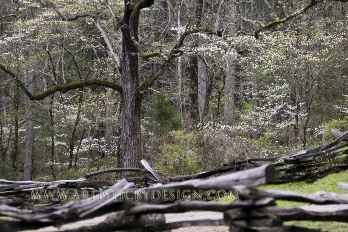 Dogwood Grove - 20"x 30" Signed Print