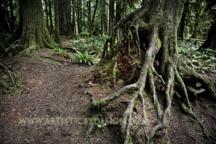 Gnarled Foundations - 20"x 30" Signed Print