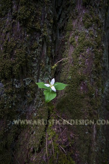 Unexpected Treasures - 20"x 30" Signed Print
