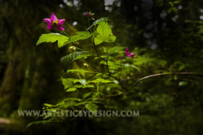 Fleeting Light - 20"x 30" Signed Print