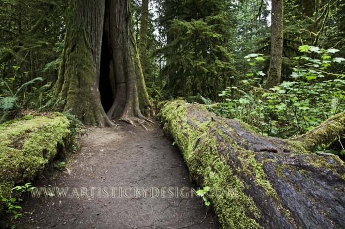 Path into the Unknown - 20"x 30" Signed Print