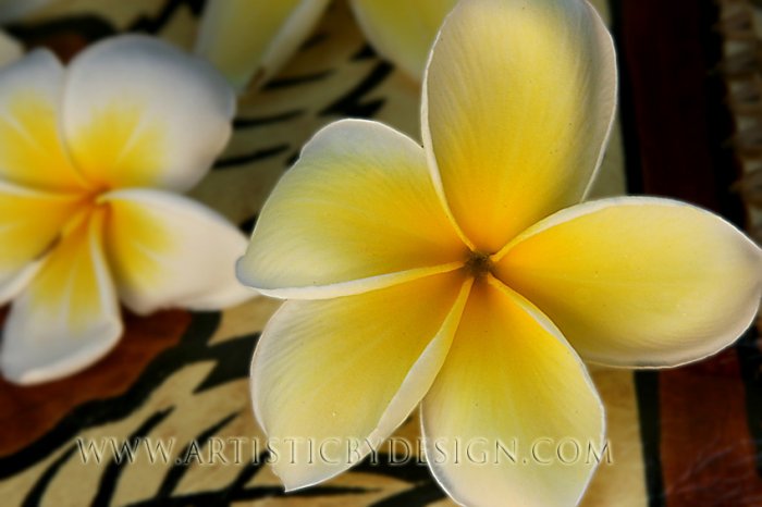 Plumeria Patterns - 20"x 30" Signed Print