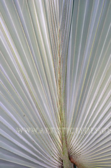 Palm Rays - 20"x 30" Signed Print