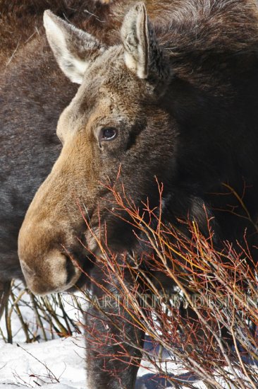 Snowy Moose Portrait - 20"x 30" Signed Print
