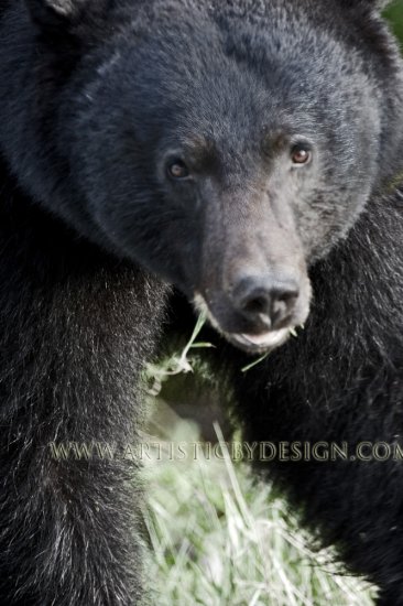 Close Encounter on Vancouver Island - 20"x 30" Signed Print