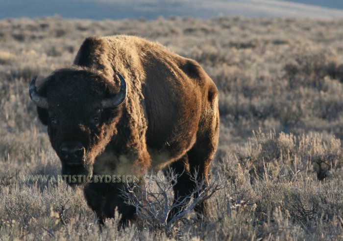 Jackson Hole Bison - 20"x 30" Signed Print