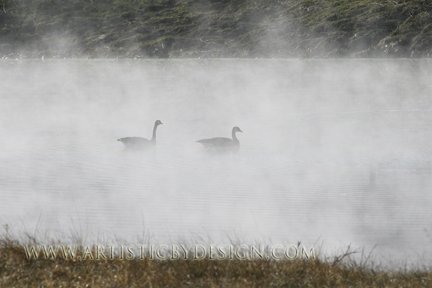 Misty Swim - 20" x 30" Signed Print
