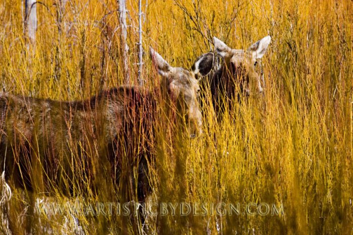 Golden Canvas - 20"x 30" Signed Print