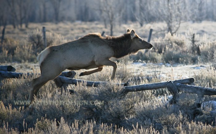 On the Move - 20"x 30" Signed Print