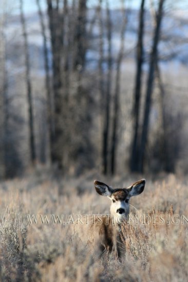 Movement in the Sage - 20"x 30" Signed Print