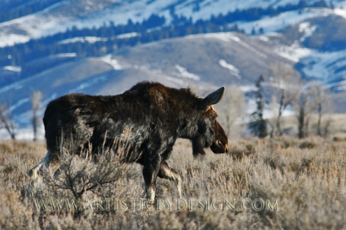 Springtime Bull - 20"x 30" Signed Print