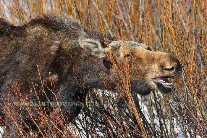 Afternoon Snack - 20"x 30" Signed Print