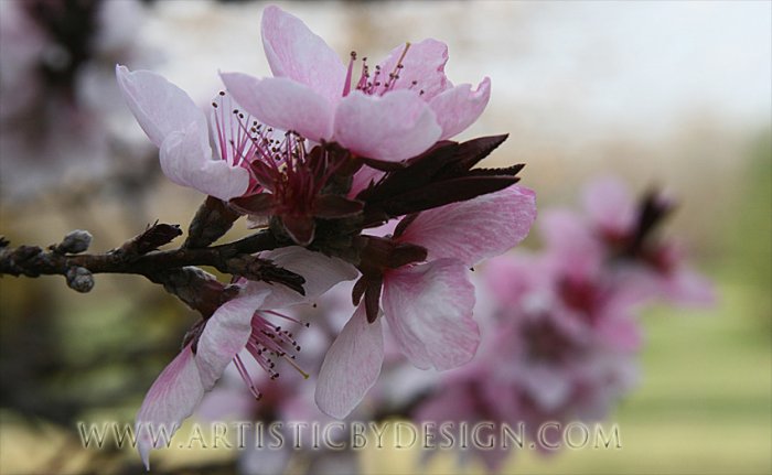 Peach Blossom - 20"x 30" Signed Print