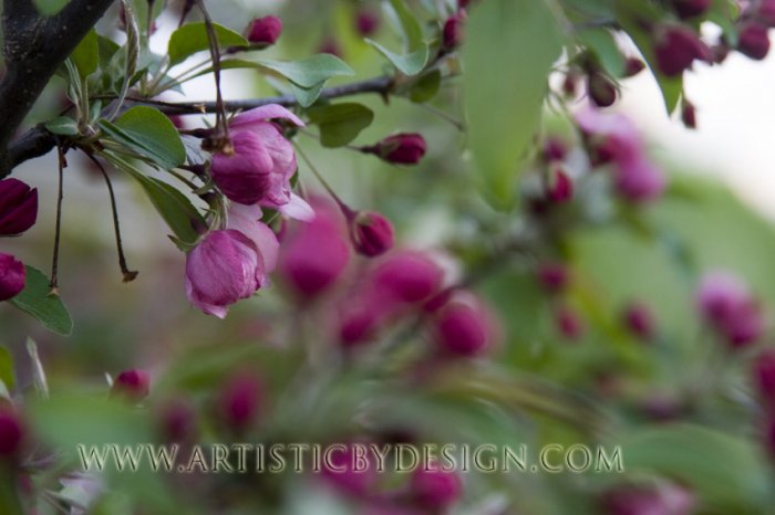 Springtime Crabapple Blossoms
