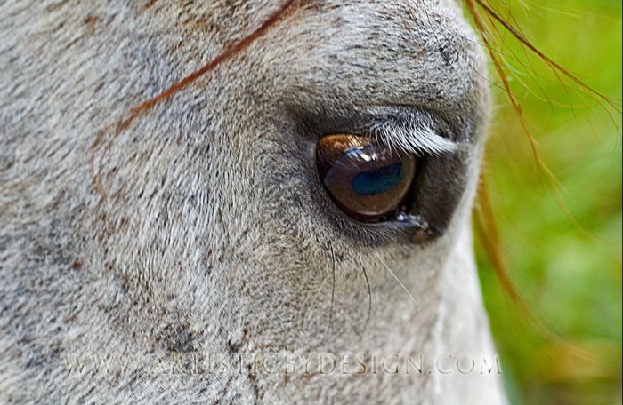 In Thought - 20"x 30" Signed Print