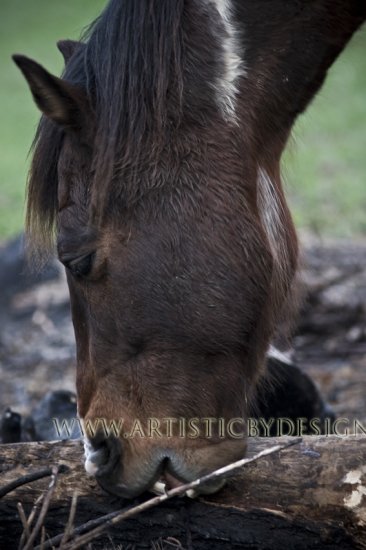 Charred - 20"x 30" Signed Print