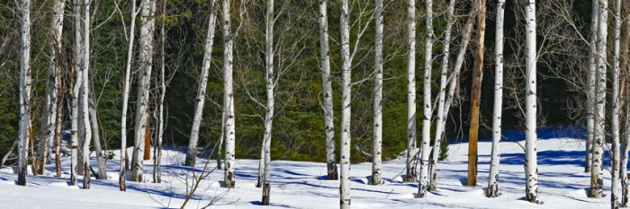 Snowy Aspen Grove - 10"x 30" Signed Print