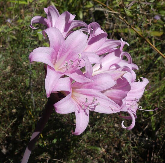 Super Naked Lady Lily Seeds Pcs Amaryllis Belladona