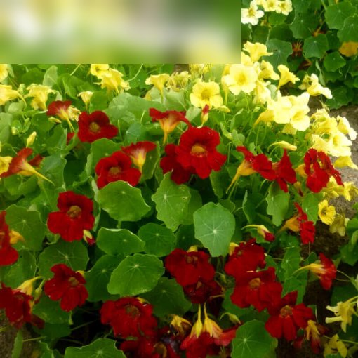 Super Seeds Tropaeolum Majus Nanum Nasturtium Dwarf Night And Day Pcs