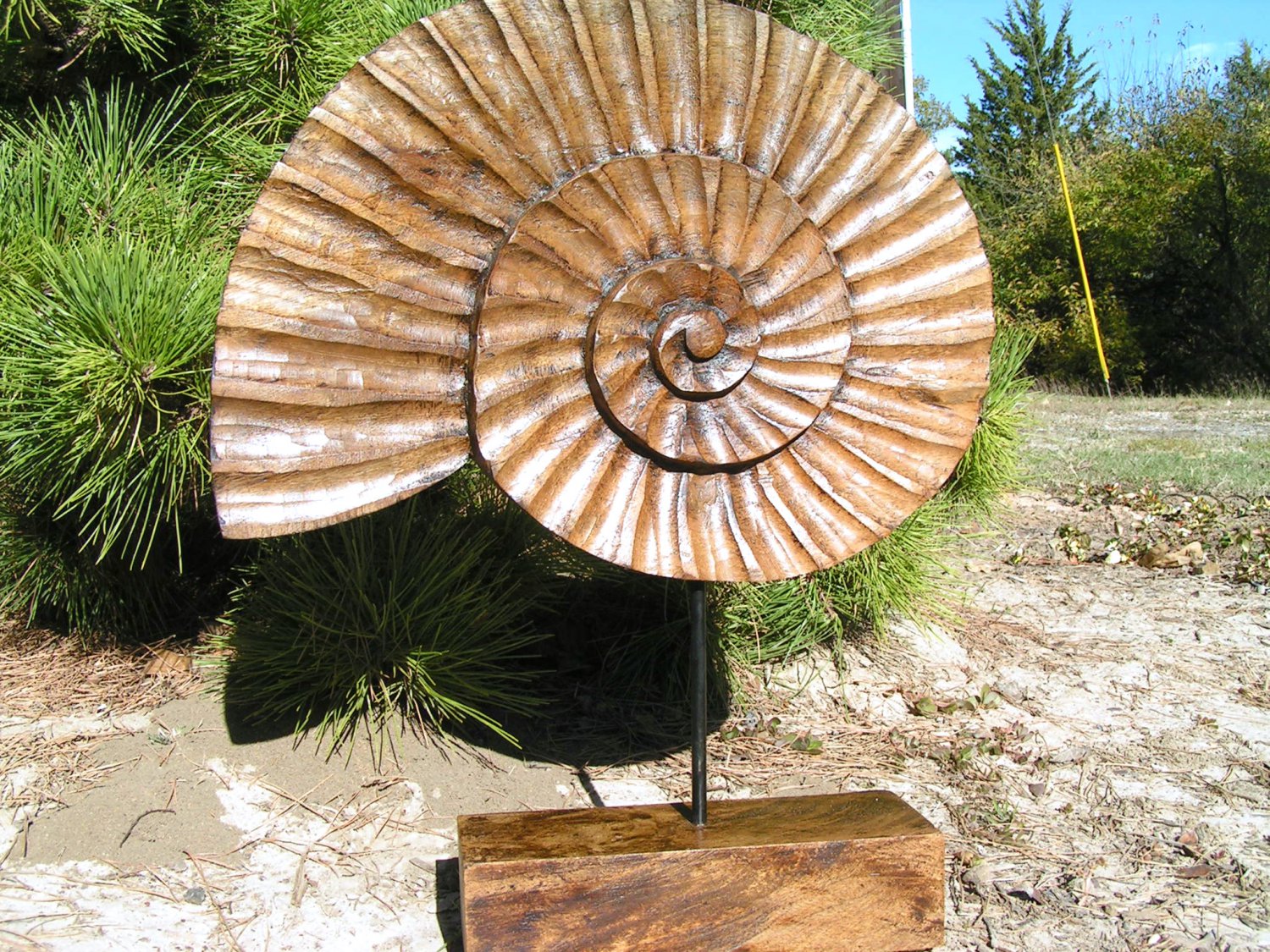 Hand Carved Wooden seashell on display stand 2 ec