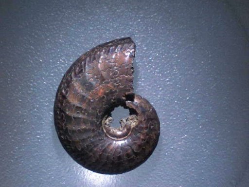 Plieushaclien Ammonite