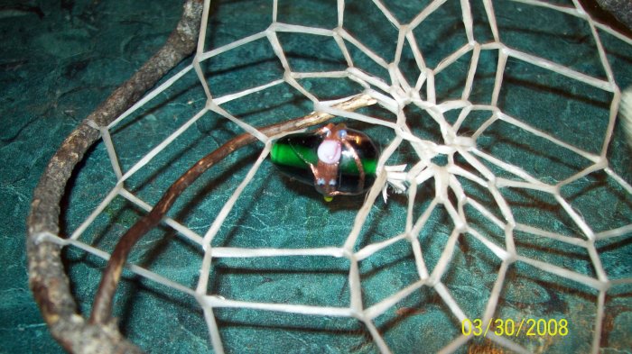 This is a beatiful Dreamcatcher