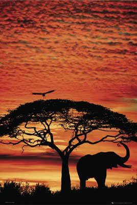 African Elephant