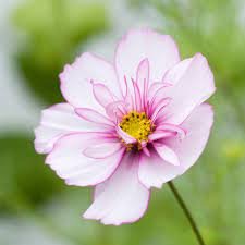 Pcs Seeds Cosmos Bipinnatus Fizzy Rose Picotee Flower