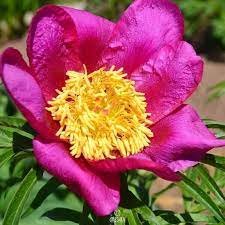 Pcs Seeds Herbaceous Peony Flower