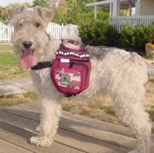 Outward Hound Urban Adventure Backpack - Medium